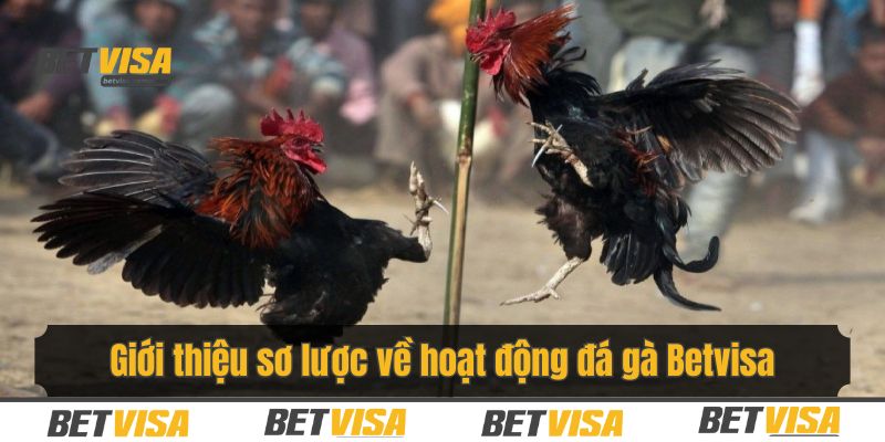 Tổng quan về sân chơi đá gà tại nhà cái Betvisa